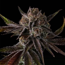Purple Preserves (Compound Genetics Seeds) Cannabis Seeds