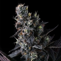 Giggin Grapes feminised  (Compound Genetics Seeds) Cannabis Seeds
