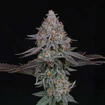 Pink Certz  (Compound Genetics Seeds) Cannabis Seeds