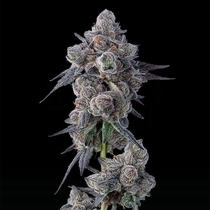 Mellowz Feminised (Compound Genetics Seeds) Cannabis Seeds