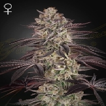 Biscotti Auto (Green House Seeds) Cannabis Seeds