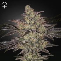 Frosted Guava Auto (Green House Seeds) Cannabis Seeds