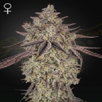 Skywalker Auto (Green House Seeds) Cannabis Seeds