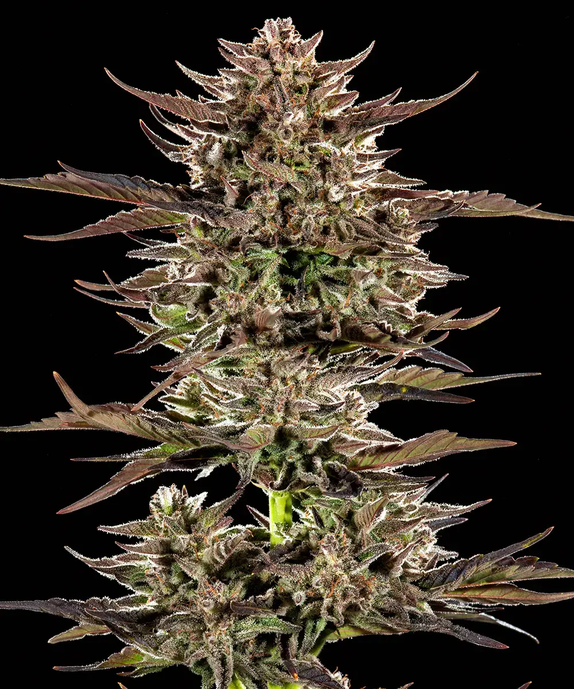 Frosted Zinn x 3 Bears OG Auto (Barneys Farm Seeds) Cannabis Seeds