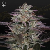 Banana Krumble Feminised (Greenhouse Seeds) Cannabis Seeds