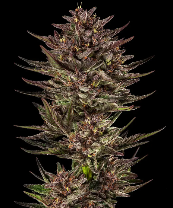 Frosted Zinn x Cookie Dog Auto (Barneys Farm Seeds) Cannabis Seeds