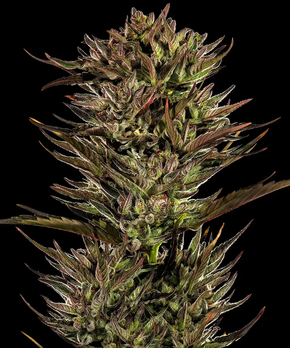 Thin Mint x Sour Pinot Auto (Barneys Farm Seeds) Cannabis Seeds