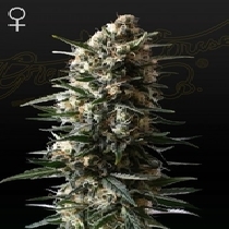 Bubba Slush Feminised (Green House Seeds) Cannabis Seeds