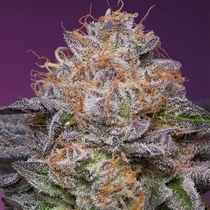 Lime Drizzle (Grounded Genetics) Cannabis Seeds