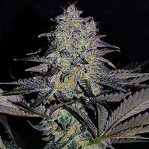 Magnetic Marker (G13 Labs Seeds) Cannabis Seeds