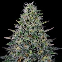 Cherry Pavlova (G13 Labs Seeds) Cannabis Seeds