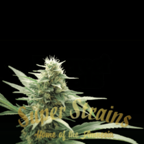 CBD Agartha Cannabis Seeds