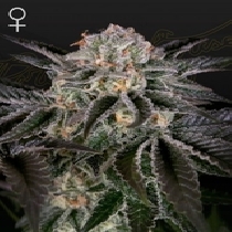 Wonder Pie Feminised (Greenhouse Seeds) Cannabis Seeds