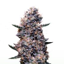 Do-Si-Dos Auto Cannabis Seeds