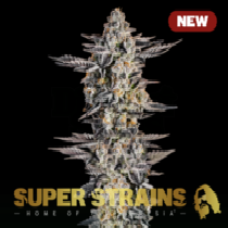Gelato Cannabis Seeds