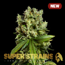 GG4 Cannabis Seeds
