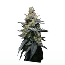 Kush Mint Auto Cannabis Seeds