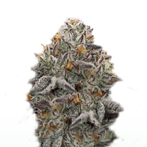 Oreoz Cannabis Seeds