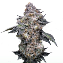 Permanent Marker Cannabis Seeds