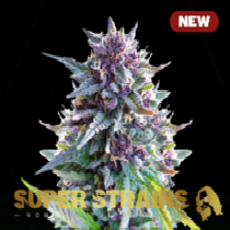 Purple Punch Cannabis Seeds
