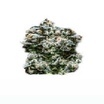 Runtz Auto Cannabis Seeds