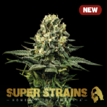 Wedding Cake Cannabis Seeds