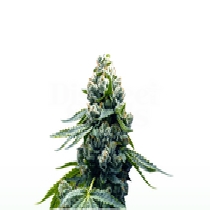 Zoap Cannabis Seeds
