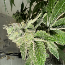 GMO (Auto)  (Discreet Seeds) Cannabis Seeds