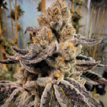 Black Rainbow Sherbert (Freedom Of Seeds) Cannabis Seeds