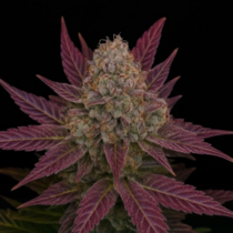Blackberry Moonshine Auto (Freedom Of Seeds) Cannabis Seeds