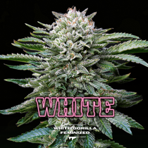 White Gorilla (BSF Seeds) Cannabis Seeds