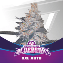 Blueberry XXL Auto (BSF Seeds) Cannabis Seeds