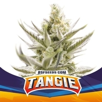 Tangie XXL Auto (BSF Seeds) Cannabis Seeds