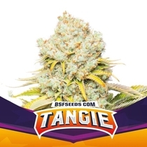 Tangie (BSF Seeds) Cannabis Seeds