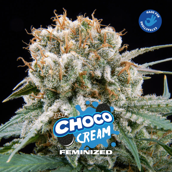 Choco Cream (BSF Seeds) Cannabis Seeds