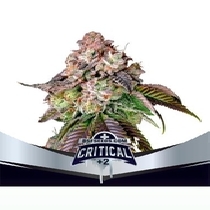 Critical +2 (BSF Seeds) Cannabis Seeds