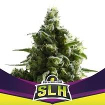 SLH (BSF Seeds) Cannabis Seeds