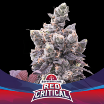 BSF Red Critical Auto (BSF Seeds) Cannabis Seeds