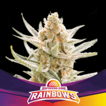 Rainbows XXL Auto (BSF Seeds) Cannabis Seeds