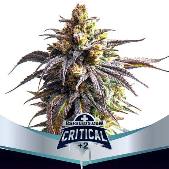 Critical + 2 XXL Auto (BSF Seeds) Cannabis Seeds