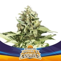 Double Cookies Auto (BSF Seeds) Cannabis Seeds