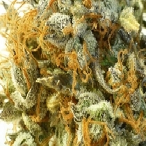 Russian Haze Auto (Flash Auto Seeds) Cannabis Seeds