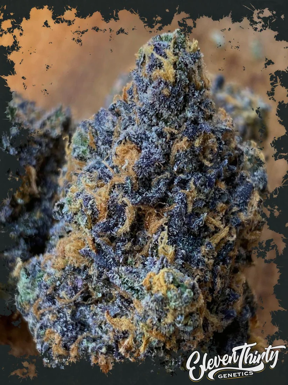 RS-ElevenThirty (ElevenThirty Genetics) Cannabis Seeds