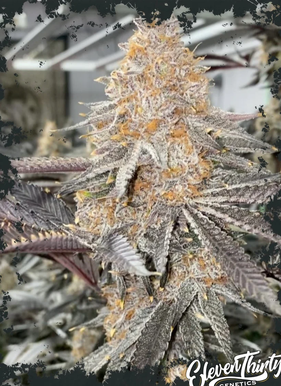 Mega Boof (ElevenThirty Genetics) Cannabis Seeds