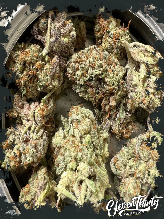 BURGERZ (ElevenThirty Genetics) Cannabis Seeds