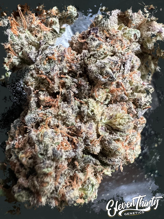 Guava Fuel (ElevenThirty Genetics) Cannabis Seeds