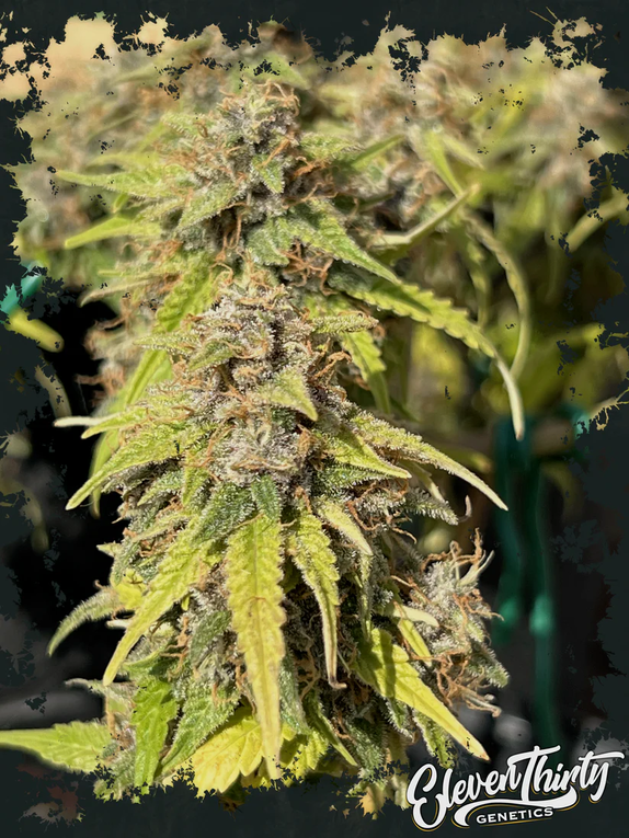 TOAZTED (AUTO) (ElevenThirty Genetics) Cannabis Seeds