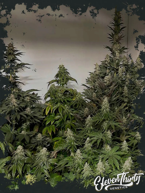 GMO-GSC (REGULAR) (ElevenThirty Genetics) Cannabis Seeds
