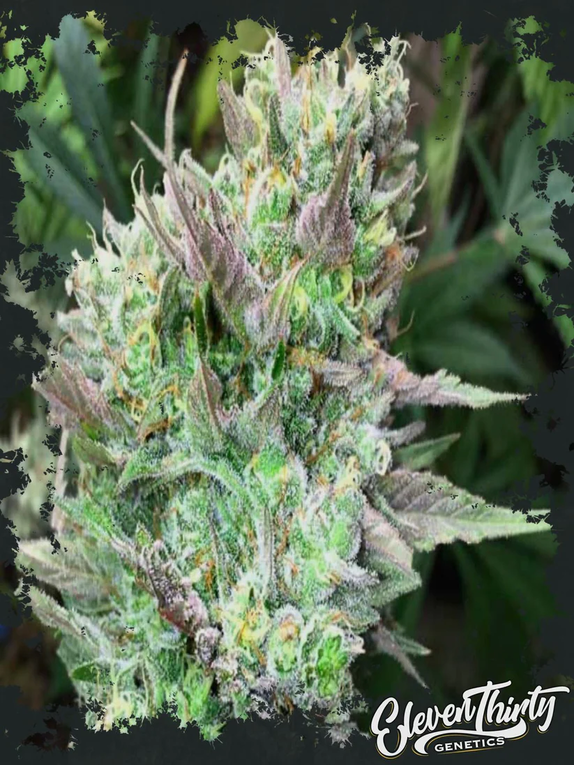 MAC PEACHES (REGULAR) (ElevenThirty Genetics) Cannabis Seeds