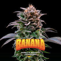 Gorilla Banana (BSF Seeds) Cannabis Seeds